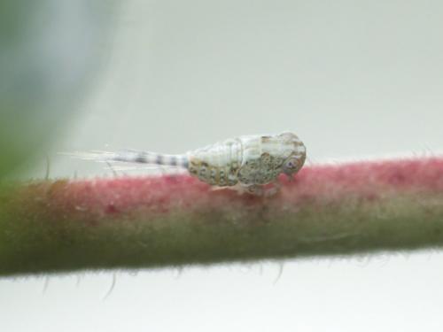 Latilica maculipes
